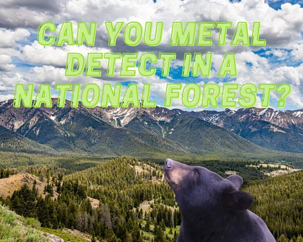 Can You Metal Detect in National Forest