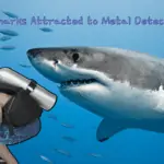 are sharks attracted to metal detectors